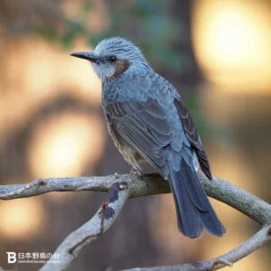 憎きヒヨドリの駆除と対策方法